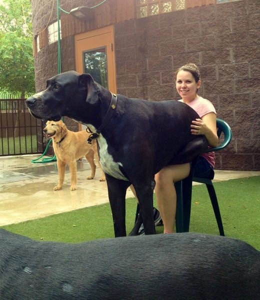 Крупные собаки тоже любят ложиться на своих хозяев (46 фото)