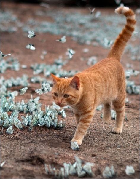 Кот и бабочки (6 фото)