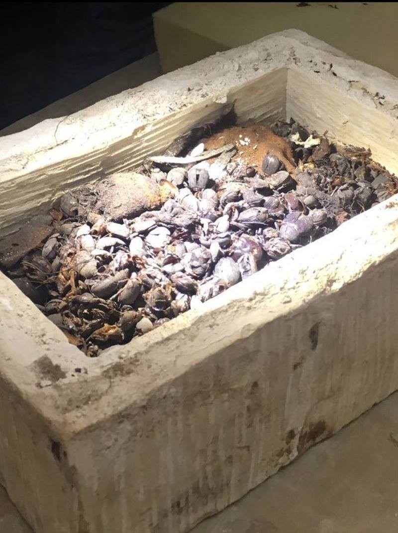 В Египте нашли редкие мумии кошек и скарабеев в 7 гробницах возле пирамид (10 фото)