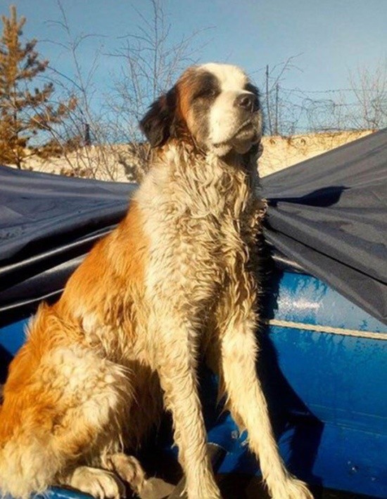 В Забайкалье спасатели случайно обнаружили пса, который вмерз в лед (3 фото + видео)