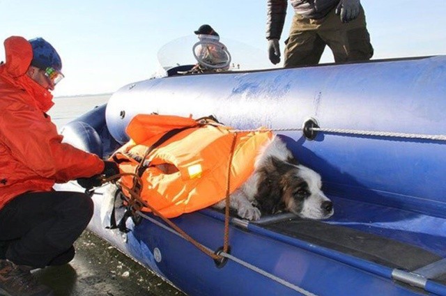 В Забайкалье спасатели случайно обнаружили пса, который вмерз в лед (3 фото + видео)