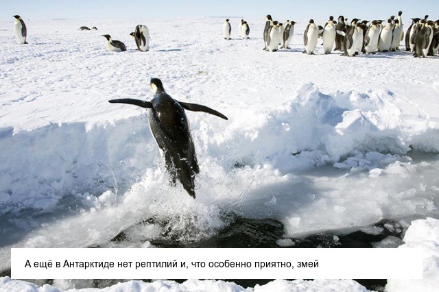 Интересные и невероятные факты об Антарктиде (22 фото)