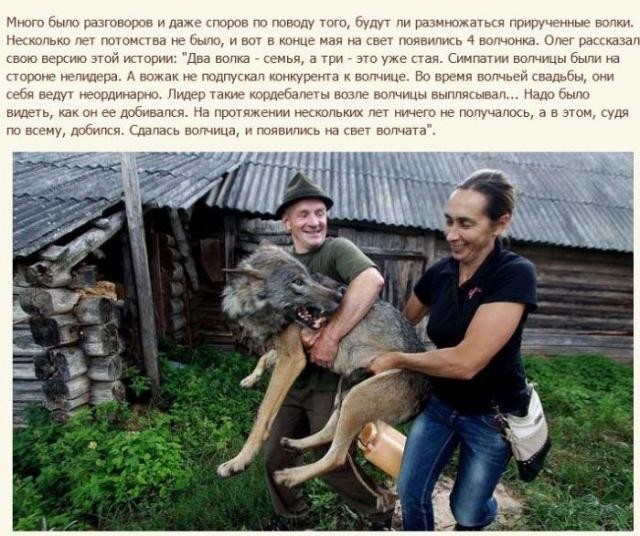 Белорусская семья приручила волков (12 фото)