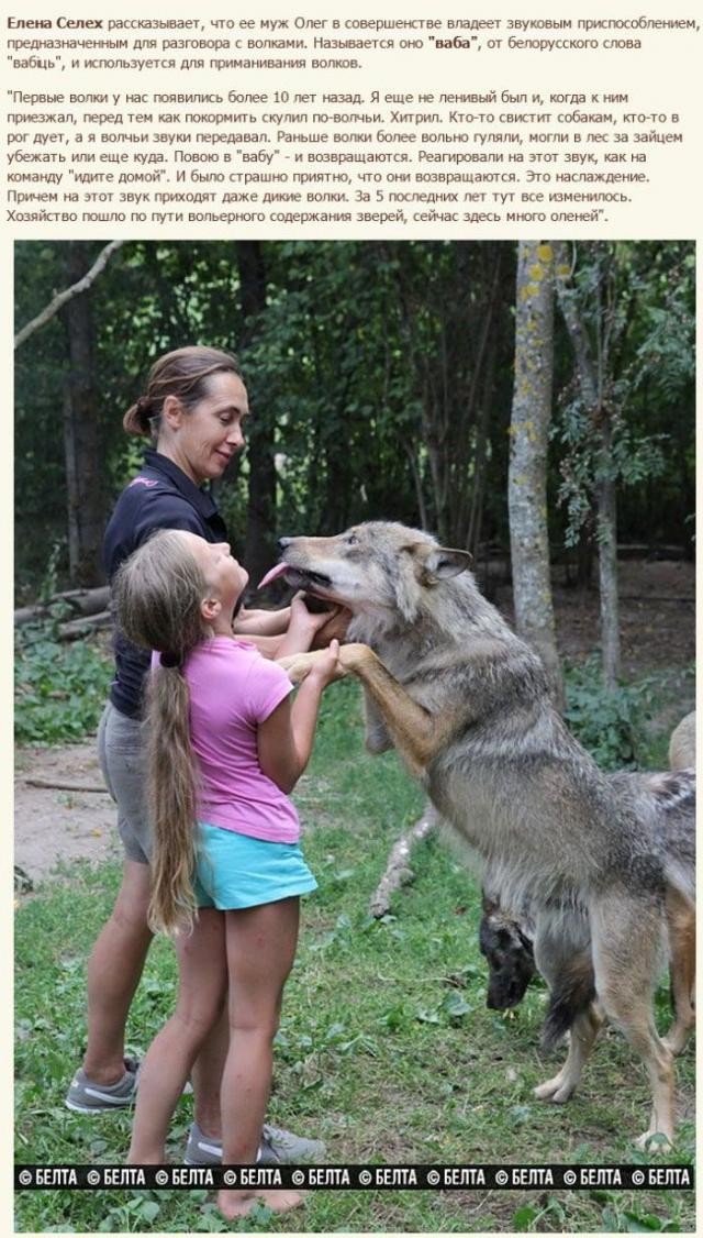 Белорусская семья приручила волков (12 фото)
