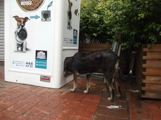 Уличные автоматы для бездомных животных в Турции (8 фото)