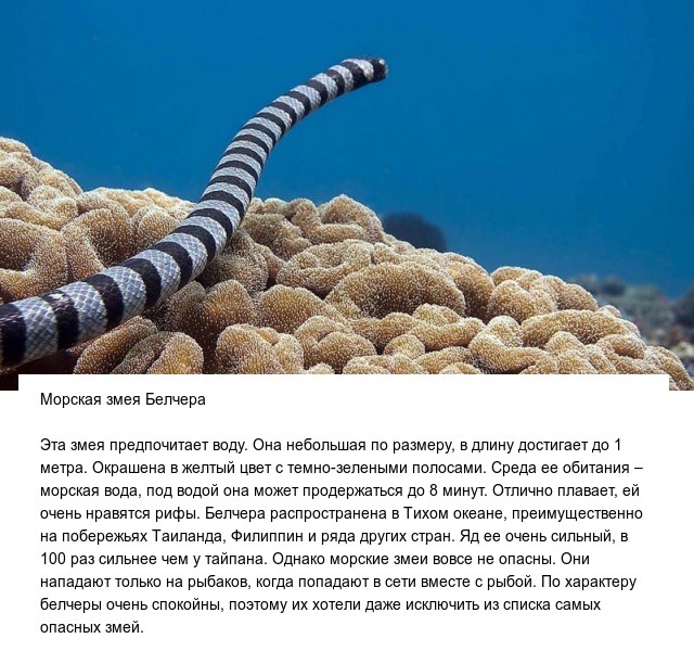 Самые опасные и ядовитые в мире змеи (10 фото)