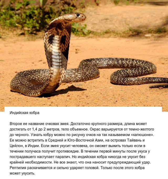 Самые опасные и ядовитые в мире змеи (10 фото)