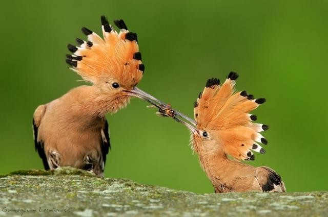Смешные и забавные птицы (34 фото)