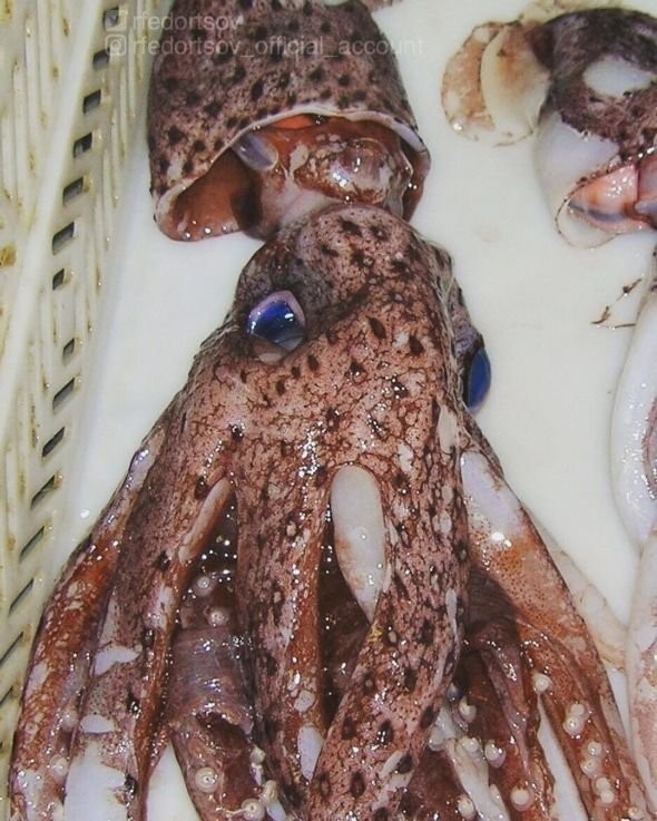 Мурманский рыбак наловил кучу страшных морских тварей (14 фото)