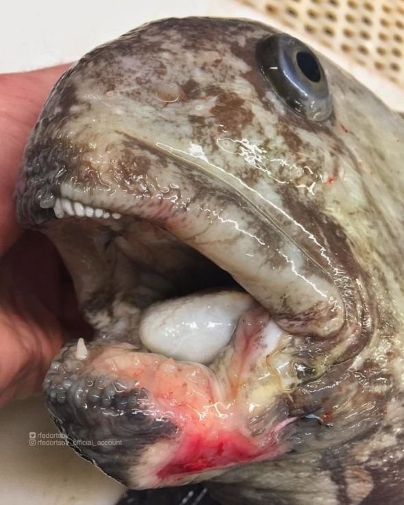 Мурманский рыбак наловил кучу страшных морских тварей (14 фото)