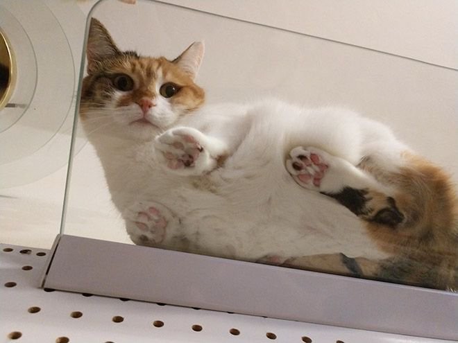 Коты на стеклянных столах и полках (19 фото)