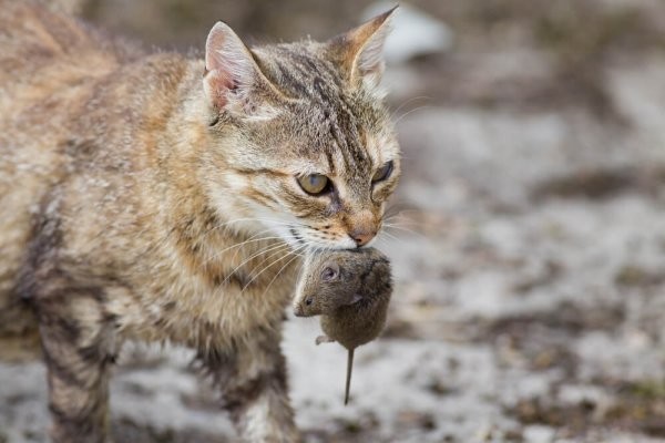 Зачем кошки несут убитых животных домой