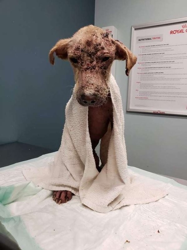 Жители Техаса спасли бездомного пса, но не думали, что он выживет (6 фото)