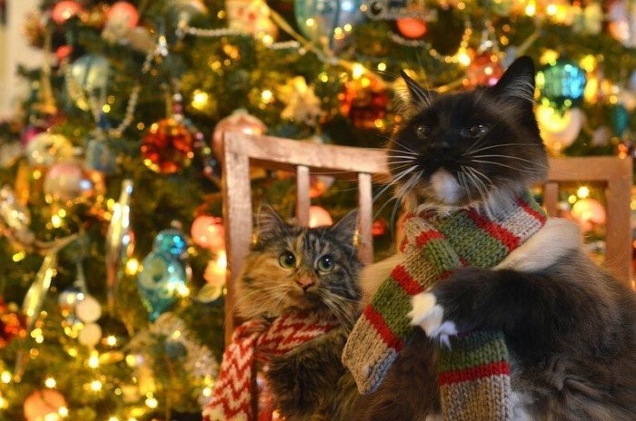 Коты и новогодние елки (26 фото)