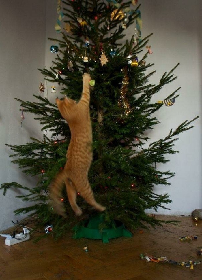 Коты и новогодние елки (26 фото)