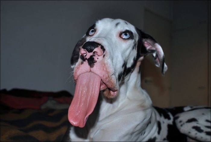 Самый эмоциональный пес (10 фото)