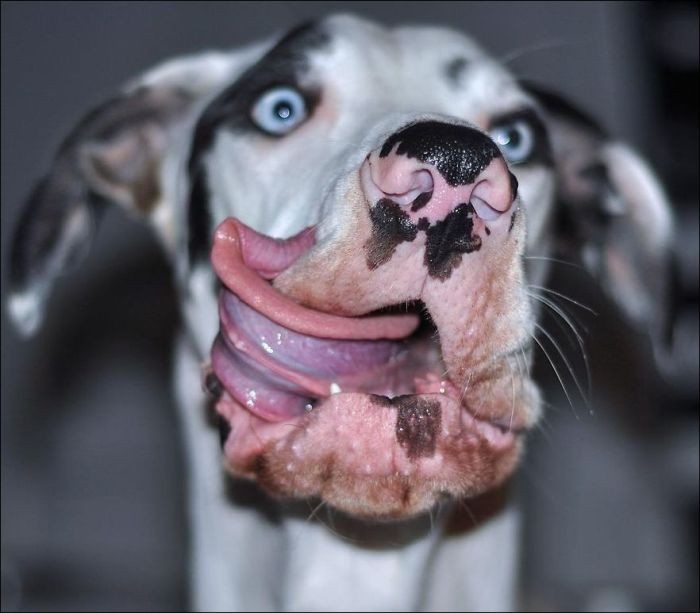 Самый эмоциональный пес (10 фото)