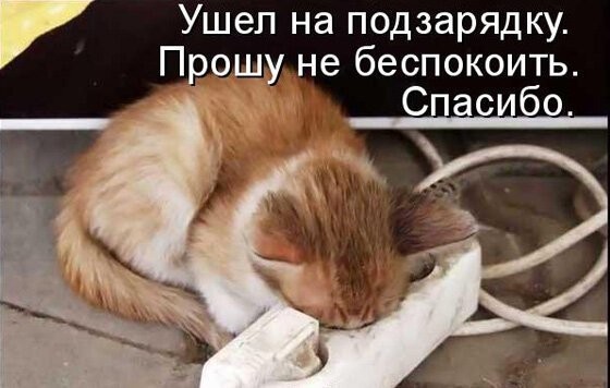 Фотоприколы с котами (68 фото)