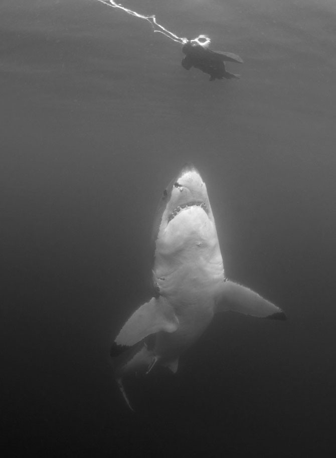 Челюсти акул убийц (17 фото)