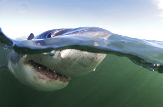 Челюсти акул убийц (17 фото)