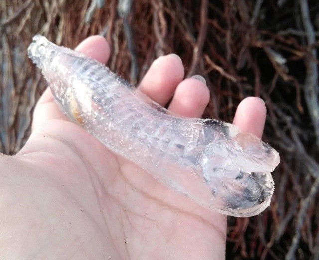 Жительница Филиппин нашла на берегу странное существо (5 фото)