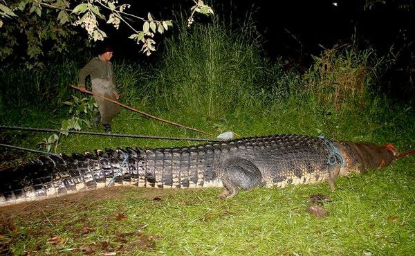 Филиппинцы поймали крокодила весом больше тонны (6 фото)