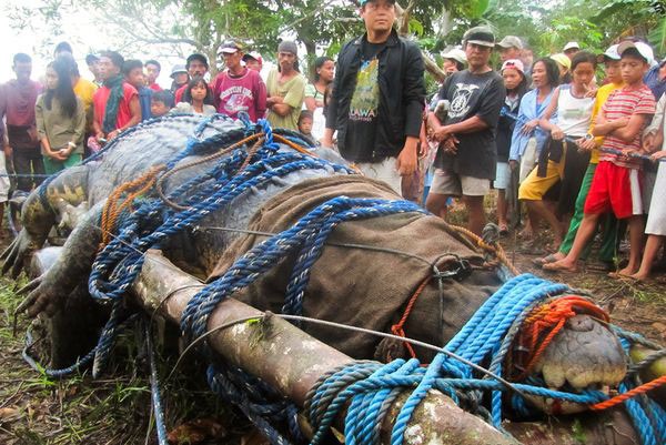 Филиппинцы поймали крокодила весом больше тонны (6 фото)