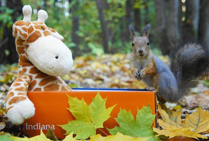 Симпатичные белки (34 фото)