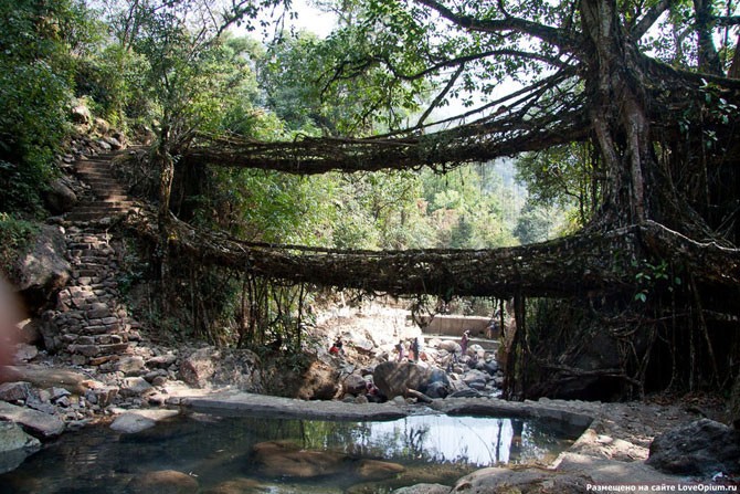 «Живые» мосты в Индии (14 фото)