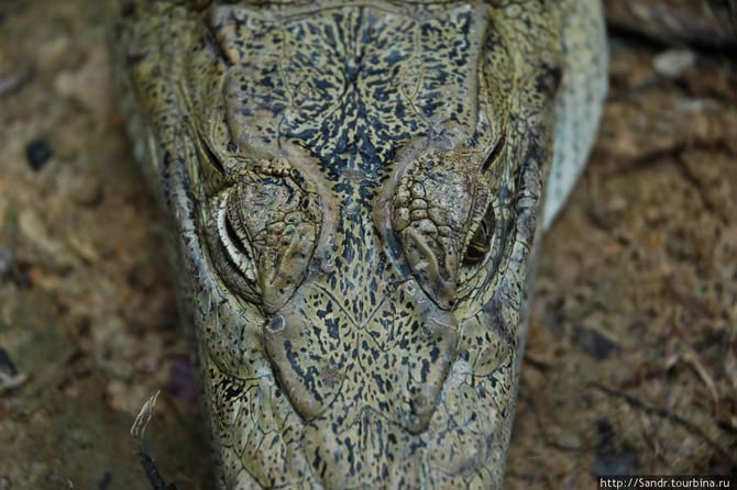 Истории о крокодилах с острова Новая Гвинея (20 фото)