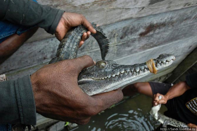 Истории о крокодилах с острова Новая Гвинея (20 фото)