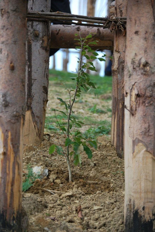 Храм из растущих деревьев в Италии (20 фото)