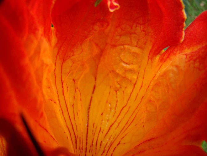 Удивительное африканское тюльпанное дерево (21 фото)