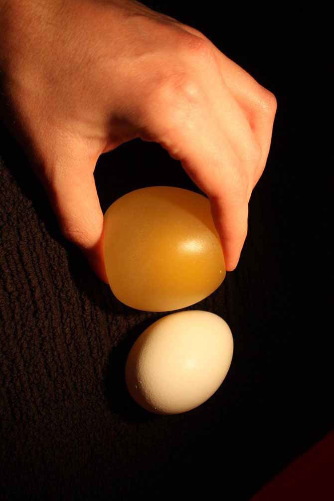 Что будет с яйцом в уксусе (12 фото)