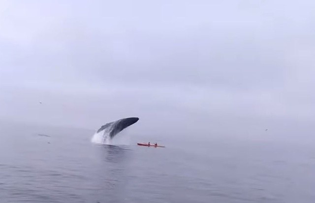 Туристы чудом остались в живых после того, как их чуть не раздавил кит (8 фото)