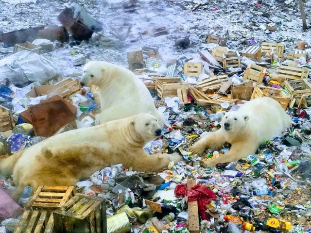 Эти фотографии шокировали Европу - нашествие медведей (10 фото)