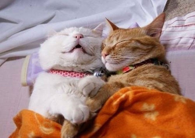 25 смешных кошачьих поз для сна (26 фото)