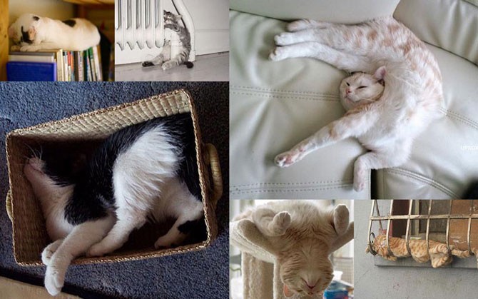 25 смешных кошачьих поз для сна (26 фото)