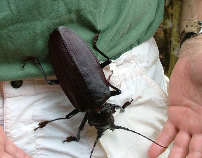 Самый большой в мире жук (14 фото)