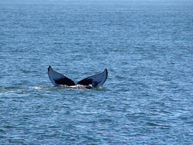 Самый одинокий кит в мире (5 фото)