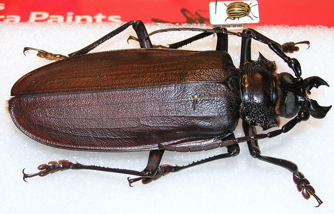 Самый большой в мире жук (14 фото)