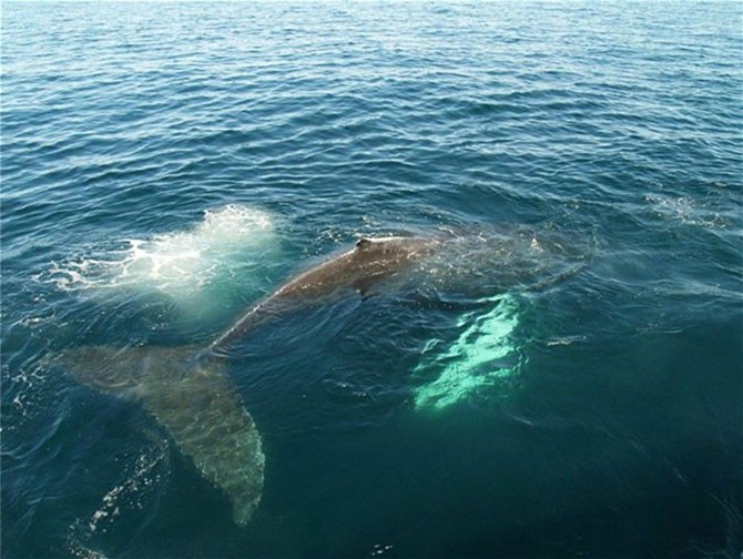 Самый одинокий кит в мире (5 фото)
