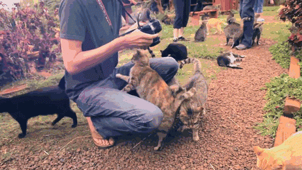 Заповедник, где можно погладить сразу до 500 котиков (12 фото)