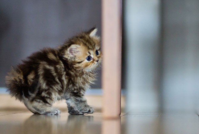 Самый милый котенок в мире (40 фото)