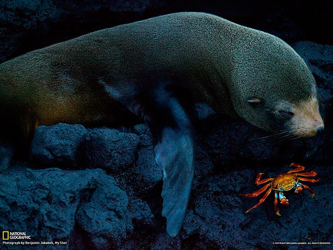 Яркие фотографии дикой природы от National Geographic (31 фото)