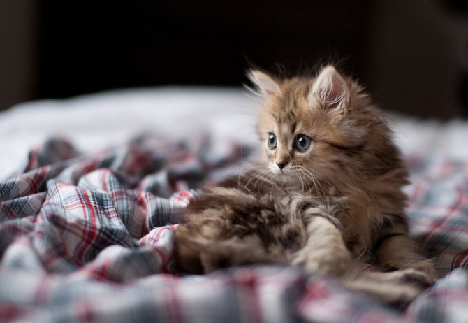 Самый милый котенок в мире (40 фото)