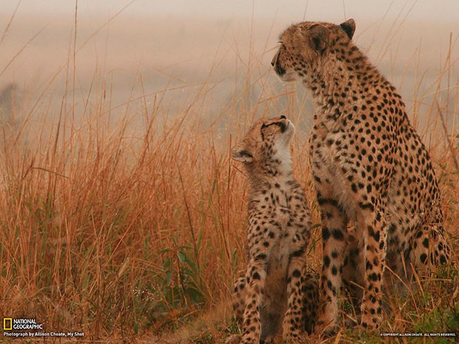 Яркие фотографии дикой природы от National Geographic (31 фото)