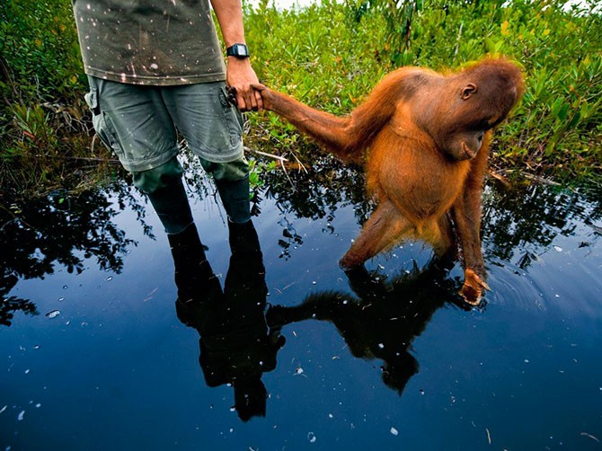 Яркие фотографии дикой природы от National Geographic (31 фото)