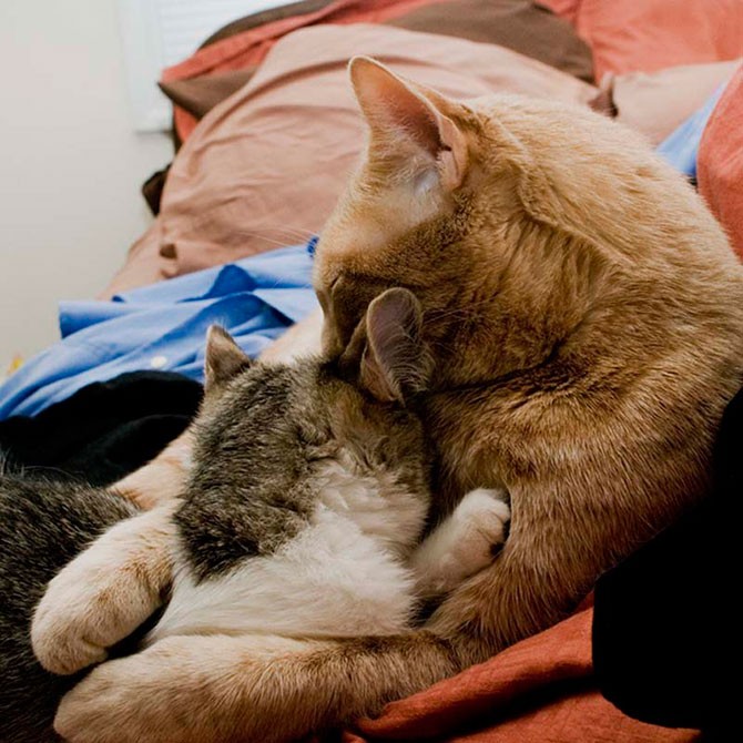 Кошачья любовь (25 фото)