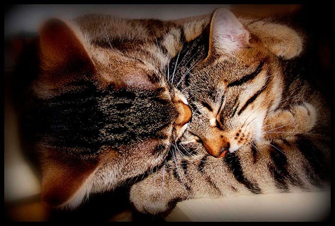 Кошачья любовь (25 фото)